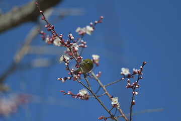 Blue sky, cherry blossoms and green birds 