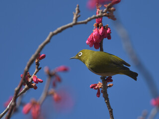 Blue sky, cherry blossoms and green birds 