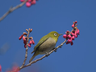 Blue sky, cherry blossoms and green birds 