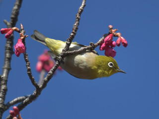 Blue sky, cherry blossoms and green birds 