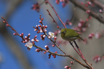 Blue sky, cherry blossoms and green birds 