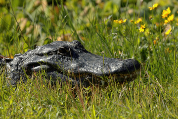 alligator in the grass close up