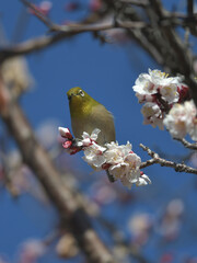 Blue sky, cherry blossoms and green birds 
