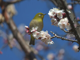 Blue sky, cherry blossoms and green birds 