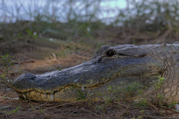 alligator in the shade by the water
