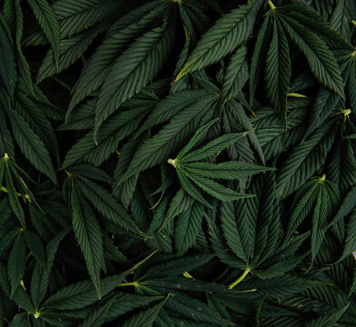 Fototapeta Marijuana leaf still life