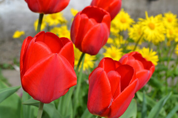 Group of red tulips in the park. Spring landscape close up