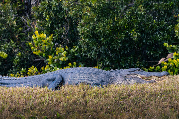 alligator with mouth open sunning on the bank.