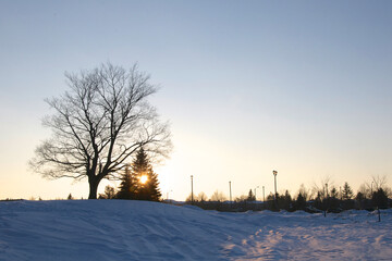 Obraz premium The maple tree on a winter sunset