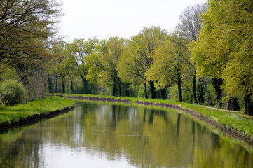 Fototapeta na wymiar Trees lining the Canal latéral à la Loire, France