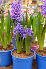 Purple hyacinths in pots in a greenhouse, selective focus. blurred background, vertical orientation.