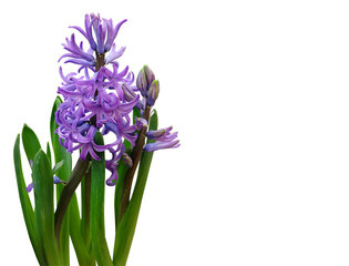 Obraz premium Purple hyacinths on a white background, isolated, horizontal orientation with a place for an inscription.