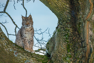 Hunting lynx. Young Eurasian lynx, Lynx lynx, sits on old tree and looking for prey. Cute wild cat in winter nature. Beast of prey in natural habitat. Beautiful animal with spotted orange fur.