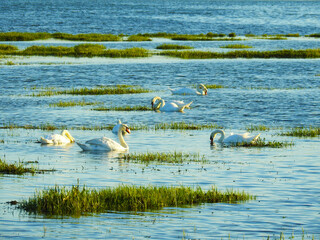 A group of white swans on the water by the green water grass