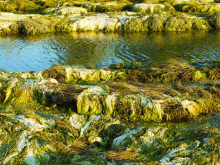 Channel with two shores covered with seaweed