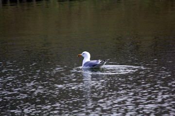 duck in the water