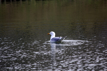 Fototapeta na wymiar duck in the water