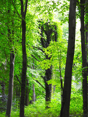 Tall green deciduous forest close up