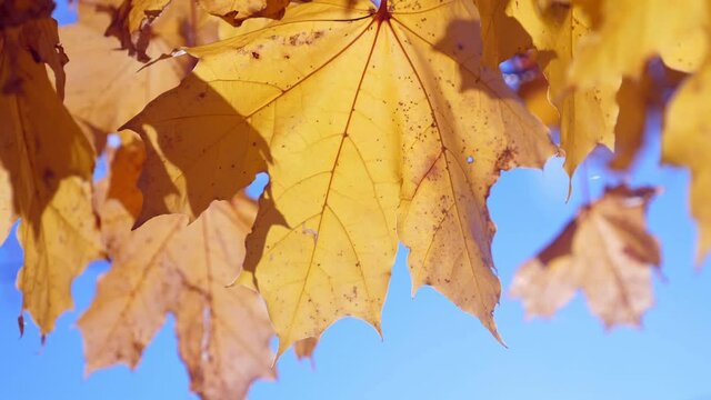 Maple trees with autumn branches and leaves on blue sky background at fall park. Nobody