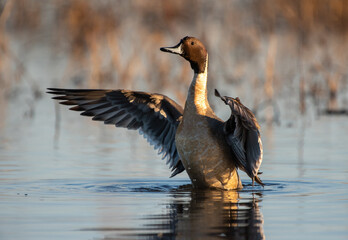 Northern Pintail Spreading Wings
