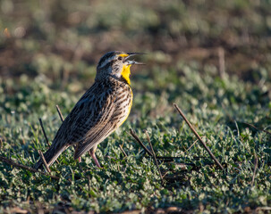 Western Meadowlark Singing