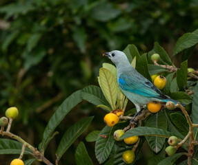Pájaro Tangara ala azul posado en la rama de un árbol con hojas verdes