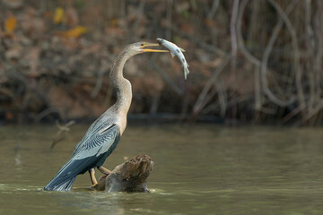 Anhinga, anhinga anhinga con pesca , Pantanal, Brasil