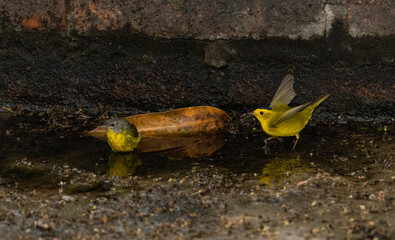 Aves Reinitas amarillas en un charco de agua en un parque