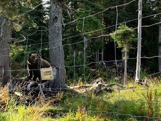 Coola bear behind the electric fence in Grouse Mountain habitat