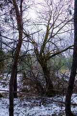 A snow-covered fallen tree in a spruce forest. On a dark winter day.