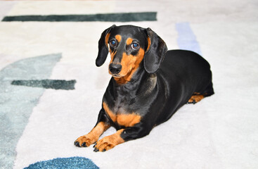 Cute puppy, Dachshund
sits on a rug