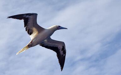 Seabird Masked, Blue-faced Booby (Sula dactylatra) flying over the ocean on the blue sky background. Seabird is hunting for flying fish jumping out of the water.