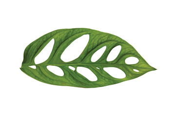 Janda bolong  or monstera obliqua leaf isolated on white background
