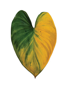 Old homalomena leaf, yellow green leaf isolated on white background, plant from alocasia and philodendron family