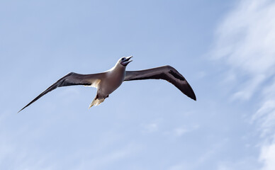 Seabird Masked, Blue-faced Booby (Sula dactylatra) flying over the ocean on the blue sky background. Seabird is hunting for flying fish jumping out of the water.