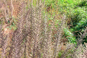 Uncultivated tropical plants . Wilderness nature background