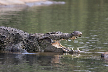 crocodile in the water