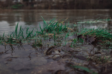 grass surrounded by water 
