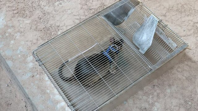  Close Up Of A Rat  Trained In Mine Detection Return To  A Small Cage 