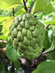 sugar apple srikaya