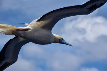 Seabird Masked, Blue-faced Booby (Sula dactylatra) flying over the ocean on the blue sky background. Seabird is hunting for flying fish jumping out of the water.