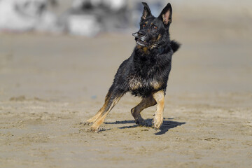 German Shepherd ready to sprint for the ball