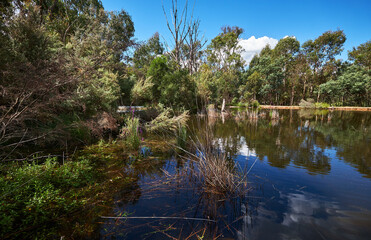 Reflections of trees and foliage in a large wetland lake in the beautiful Australian landscape.