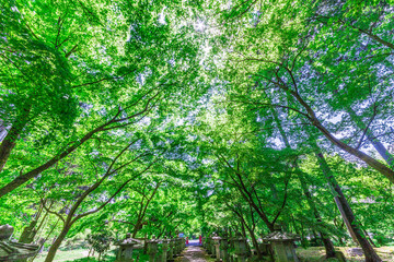 目が痛いほどのキラキラした新緑のトンネルを潜りにいこうっ！