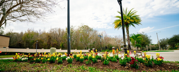 Beautiful garden flower in winter of Florida
