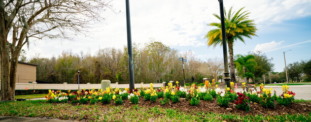 Beautiful garden flower in winter of Florida
