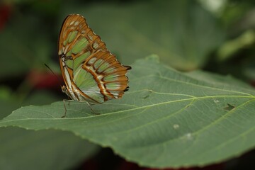 butterfly on leaf