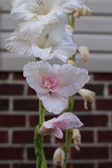 white and pink flowers