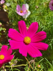 pink cosmos flower