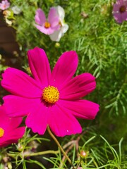 Obraz premium pink flower